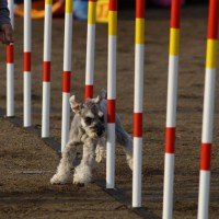 スラローム（ハーロック）