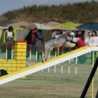 ドッグウォーク