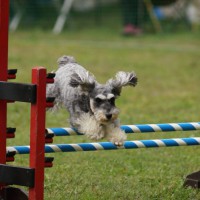 ダブルハードル