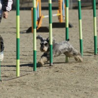 スラローム（メーテル）