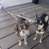 2014_03293-15チョコ、マロンちゃん