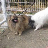 2014_03263-14ポンラピ