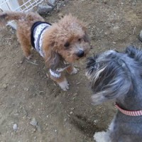 2014_03163-7カールめーてる