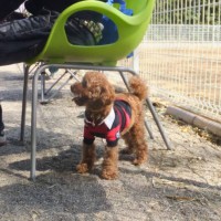 2014_03293-15マロンちゃん