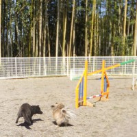 2014_03313-17ポン＆さくら