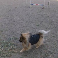 2014_03213-11ポンキチ