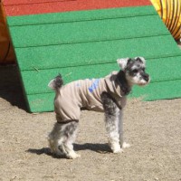 2014_03293-15茶々丸君