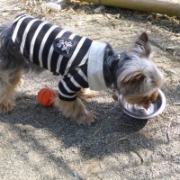 2014_03293-15よっしーくん