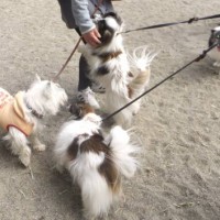 2014_03263-14モモラピバニフー