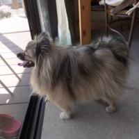 2014_03313-17ポンキチ君