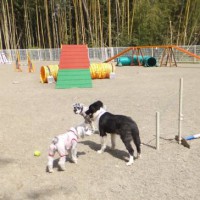 2014_03293-15ナッツ、ダン、茶々丸