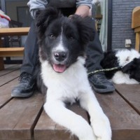 2014_03293-15ダン君