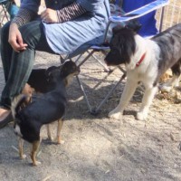 2014_03293-15ダン、マロン、チョコ