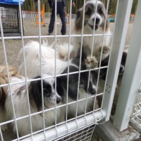 2014_03263-14パピヨン