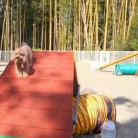 2014_04154-13ちーちゃん2