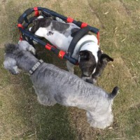 2014_04284-21桃ちゃんギン