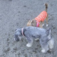 2014_04014-1めーりん