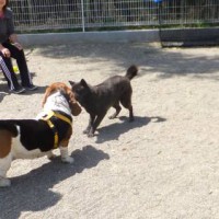 2014_04114-9sakumaro