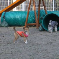 2014_04014-1りんどうちゃん