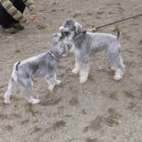 2014_04064-5ギンとギンガ