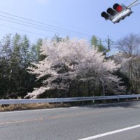 2014_04074-6さくら