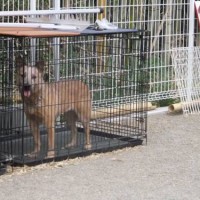 2014_04294-22ティキちゃん