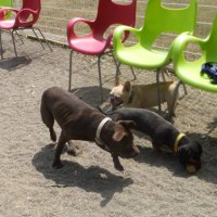 2014_04134-11サラちゃん姉妹