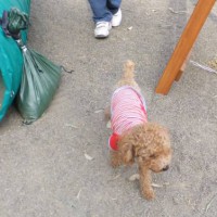 2014_04134-11マロンちゃん