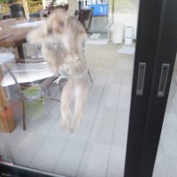 2014_04154-13ちーちゃん5