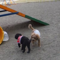 2014_04134-11クーちゃんカールくん