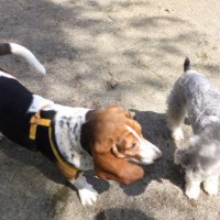 2014_04014-1ギンとマロンちゃん