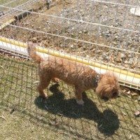 2014_04234-20カール