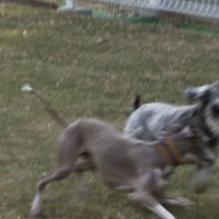 2014_04134-11ぎんとトム