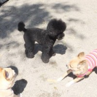 2014_04054-4ギャルもぐりん