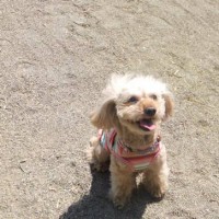 2014_04094-8ももちゃん