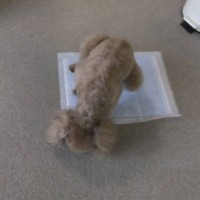 2014_04154-13ちーちゃん4