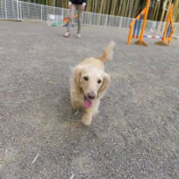 2014_04134-11はなちゃん