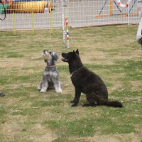 2014_04294-22めーさくらちゃん