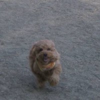 2014_04154-13ちーちゃん