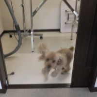 2014_04154-13ちーちゃん3