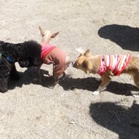 2014_04054-4もぐけんりんちゃん