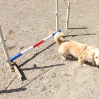 2014_04054-4はなちゃん