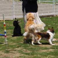 2014_05245-18三匹２