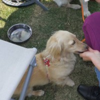 2014_05035-1ハナちゃん