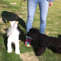 2014_05185-14白と黒ワンズ