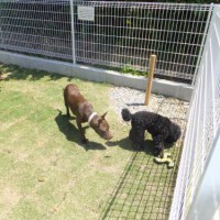 2014_05045-2サラちゃんもぐちゃん