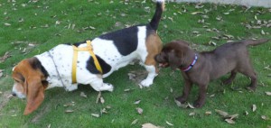 2014_05315-24マロンちゃんララちゃん