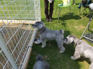 2014_05315-24ギンランちゃん