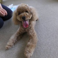 2014_05135-10シャンプー後