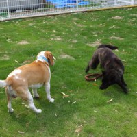 2014_05315-24ムサシさくらちゃん